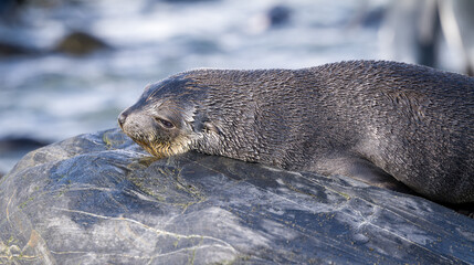 Obraz premium sleeping baby fur seal, Fortuna Bay,