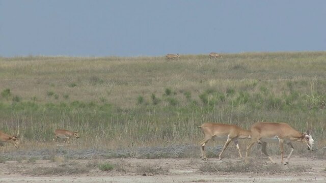 Kalmykia, nature reserve. A herd of saigas on a dry salt lake.
