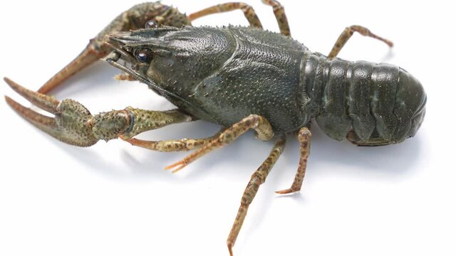 Healthy and active river lobster or crayfish move on a white background.