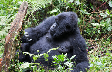A Gorilla (Gorilla beringei beringei) - Rwanda	

