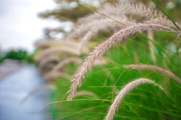 Obraz premium The natural background of many species of plants that are laid out in the park, for the propagation of the species and to provide shade for those who stop by while traveling to study the ecology.