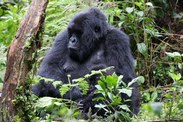 A Gorilla (Gorilla gorilla) - Rwanda	
