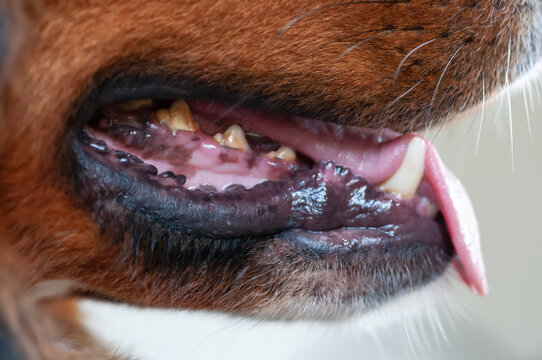 Berner Sennenhund hechelt stark, Zunge hängt raus, Heißer Sommertag. Outdoor, Close up