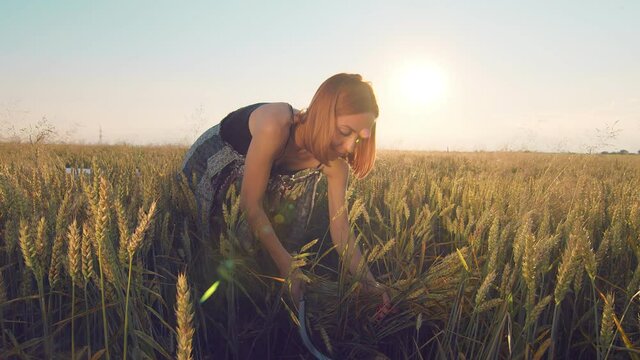 A woman who at sunset mows the ripe ears of wheat with a sickle. The girl cuts the golden ears of ripe wheat with a sharp sickle at sunset.