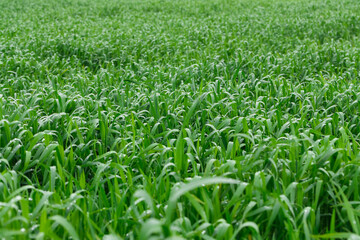 Obraz premium Tall green grass with dew drops on it. Juicy grass after summer rain.