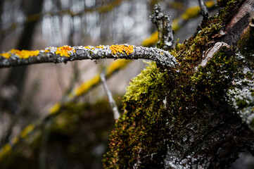Green mosses in the forest