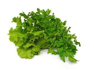 bunch of parsley and lettuce isolated on white