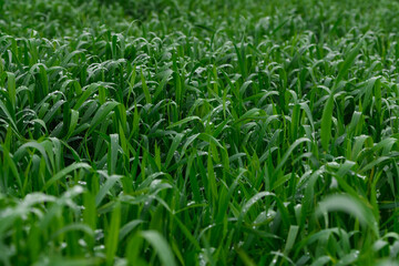 Fototapeta premium Tall green grass with dew drops on it. Juicy grass after summer rain.