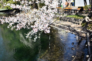 Fototapeta na wymiar 東京都 井の頭公園 桜の季節