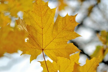 Fototapeta na wymiar Autumn time. Yellow maple leaves on a blurred light nature tree branches background.Autumn Nature Wallpaper.Fall season 