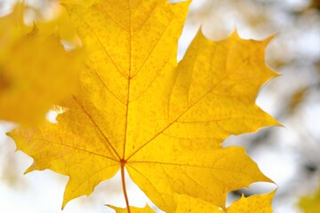 Autumn time. Yellow maple leaves close-up on a blurred  tree branches  background.Autumn Nature Wallpaper.Fall season	