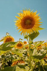 Blooming sunflowers in summer day.