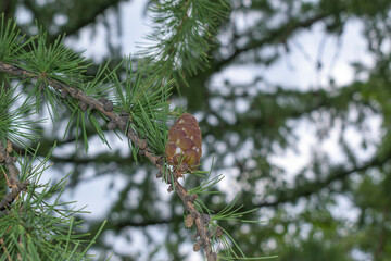 Larch tree branch. Pine cone with resin, green leaves in the form of needles.