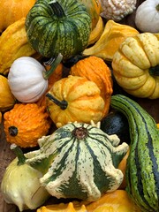 K&uuml;rbisse gemischt