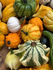 K&uuml;rbisse gemischt
