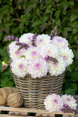 Dahlienstrauß in Weiß und Lila im Korb