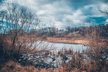 Goryn River and Oak Grove