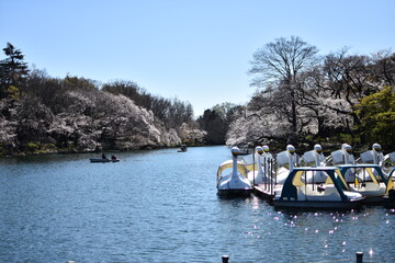 Naklejka na ściany i meble 東京都 井の頭公園 桜の季節