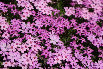 芝桜