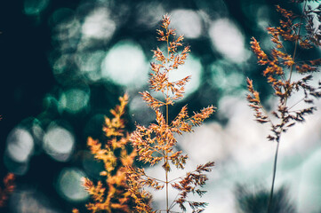 Summer, grass, forest and bokeh