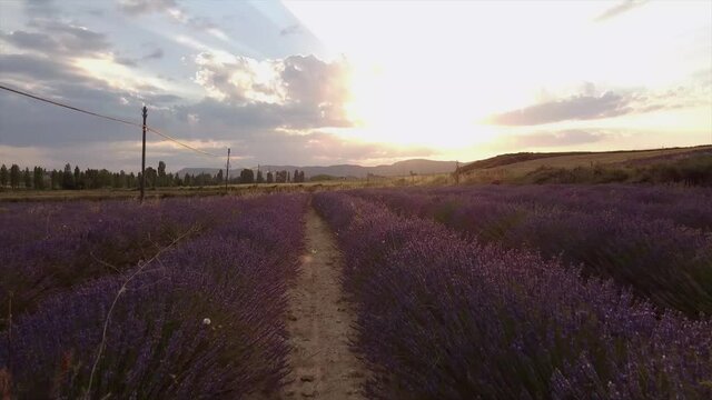 Lavender fields in a sunset