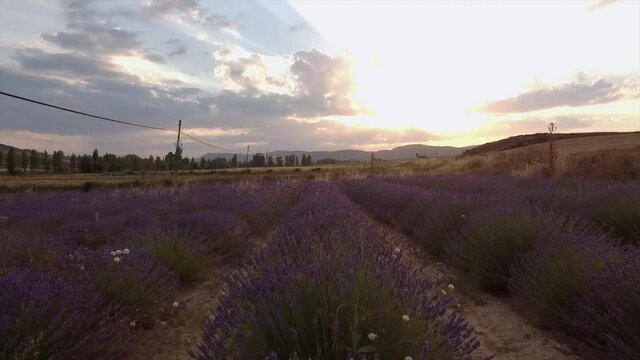 Lavender fields in a sunset
