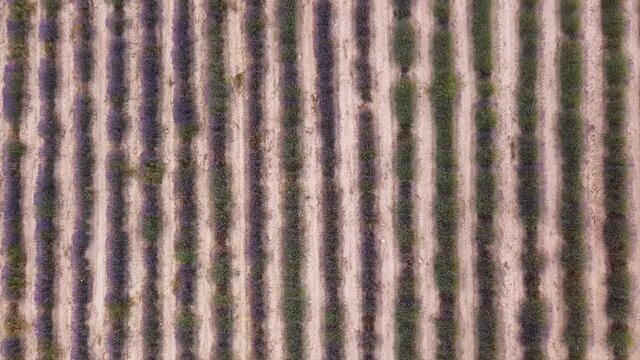 Lavender fields in a sunset