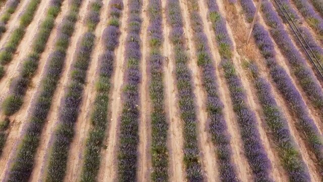 Lavender fields in a sunset