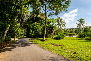 Rural remote unpaved road through tropical vivid green lush jungle, palm trees and on Pulau Ubin Island, Singapore.