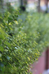 Alanya, TURKEY - August 10, 2013: Travel to Turkey. Greenery. Flowers. Plants of Turkey. Palm trees. Foliage, trees
