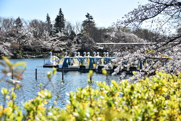 東京都 井の頭公園 桜の季節