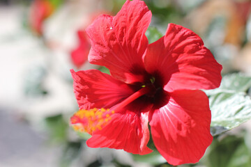 Alanya, TURKEY - August 10, 2013: Travel to Turkey. Greenery. Flowers. Plants of Turkey. Palm trees. Foliage, trees