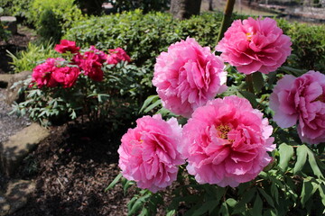 鶴岡八幡宮のぼたん庭園　2015年撮影