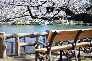 東京都 井の頭公園 桜の季節