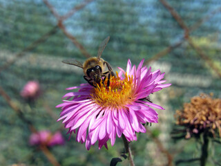 A bee collects pollen on a flower