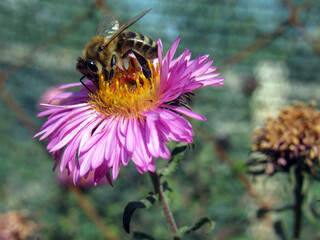 A bee collects pollen on a flower