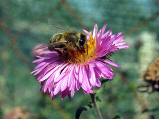 A bee collects pollen on a flower