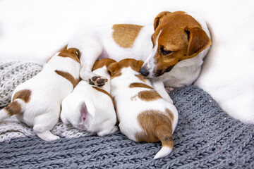 feeding dog Jack Russell Terrier licks his puppies while feeding, which will wet him on a knitted blanket