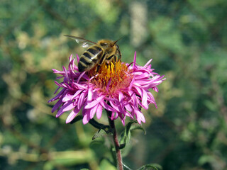 A bee collects pollen on a flower