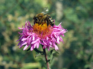 A bee collects pollen on a flower