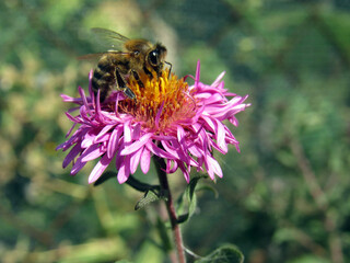 A bee collects pollen on a flower