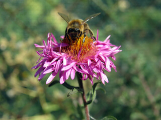 A bee collects pollen on a flower