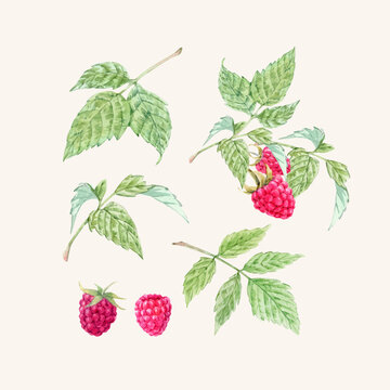 Beautiful Vector Set With Watercolor Raspberry And Leaves Painting. Stock Illustration.