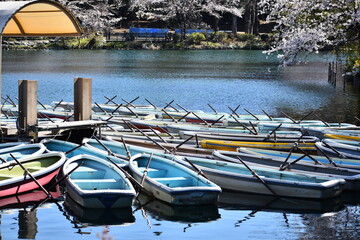 東京都 井の頭公園 桜の季節