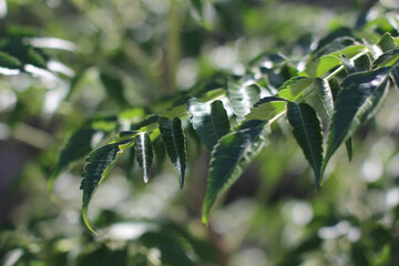 Alanya, TURKEY - August 10, 2013: Travel to Turkey. Greenery. Flowers. Plants of Turkey. Palm...