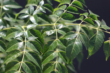 Alanya, TURKEY - August 10, 2013: Travel to Turkey. Greenery. Flowers. Plants of Turkey. Palm...