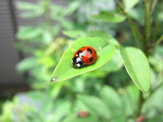Ladybug, Coccinella septempunctata crawling on a green leaf.
