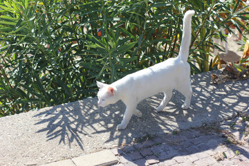 Alanya, TURKEY - August 10, 2013: Travel to Turkey. Greenery. Flowers. Plants of Turkey. Palm...