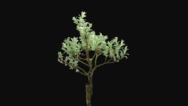 Time-lapse of growing bonsai helvetica tree 3a3 in RGB + ALPHA matte format isolated on black background
