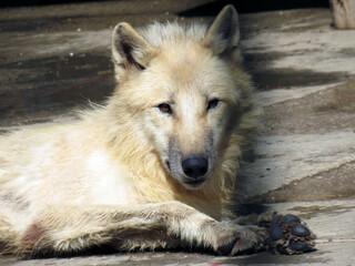 The arctic wolf alpha male looks straight ahead. Located in nature.